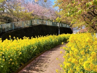 お花見気分にオススメのワイン